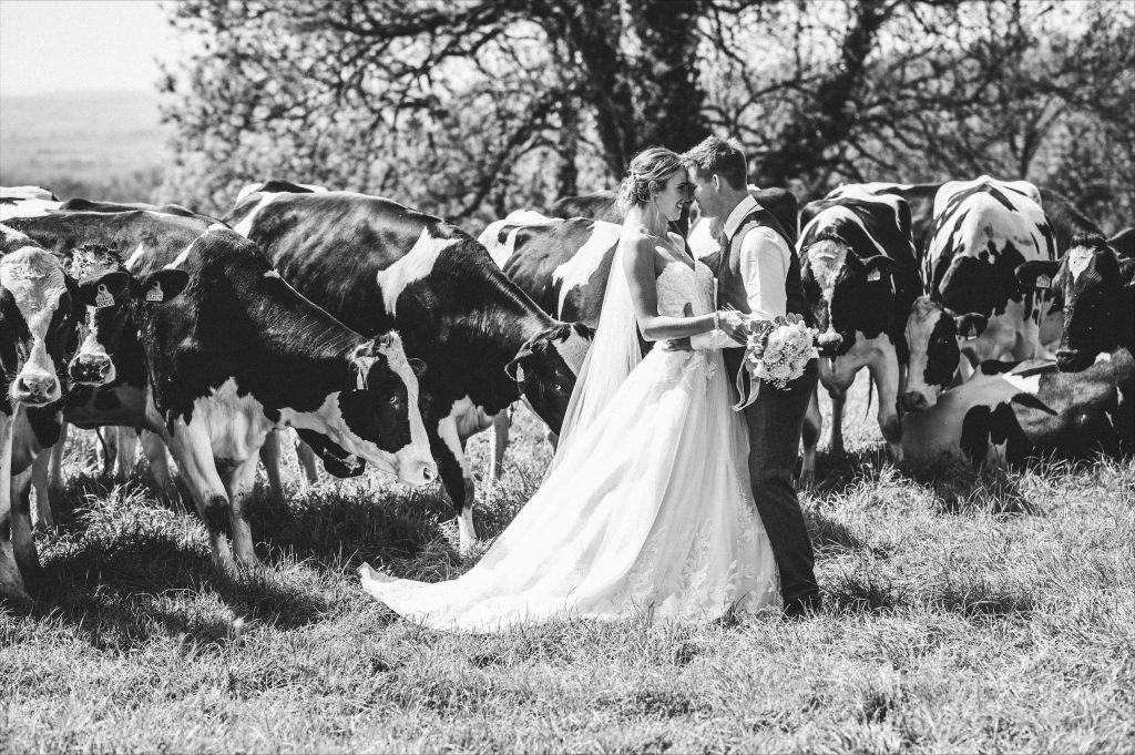 Farm wedding photo with cows